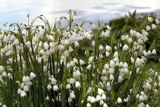 Garden Life – The Garden In January 2022 – Gill Ford