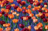 March 2020 – Songs of a Spring Garden!
