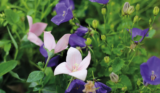 June 2020 – Full Swing Flourishing!