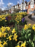 Cranleigh in Bloom
