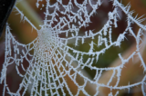 Garden Life – Gardening Tips for February 2021