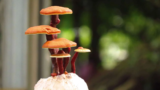 Did Someone Mention ‘Magic’ Mushrooms?
