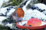 January Gardening Jobs to Do
