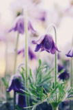 January 2018 – Keeping your Garden Fresh