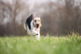 Loxwood Village Fete & Fun Dog Show