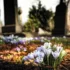 Ellens Green &  Rudgwick Gardening Association
