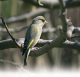 Crane Spotter: tales from a Cranleigh birder