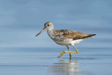 Crane Spotter – ‘Chew’ brings a ‘phew’
