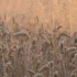 Harvesting Grains