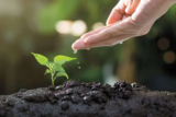 Small Changes for a Greener Garden
