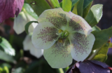 Garden Life – January 2021 – Gill Ford