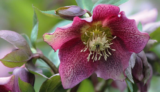 Ewhurst Horticultural  Society – Plant Sale