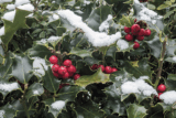 Wild Wonders – December 2023