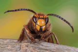 Wild Wonders – October 2022