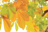 Wild Wonders – September 2024