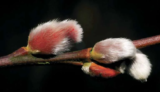 February Gardening Jobs To Do