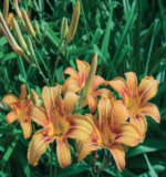 July – Summer Hots Up!