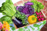 April – The Month for Vegetable Growing