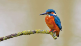 Crane Spotter – September 2019 – Pretty Fishy Business