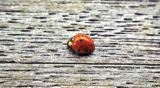 Wild Wonders – March 2021