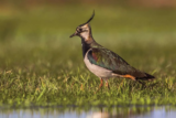 Crane Spotter – April 2018 – ‘Beast From The East’ brings battle for the birds