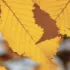 Before the Fall by Noah Hawley