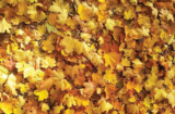 October – Refreshing our Gardens