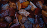 Garden Life – The Garden in December – Gill Ford