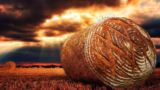 Reap What You Sow . . .