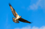 Crane Spotter – June 2021 – Eyes for the Osprey