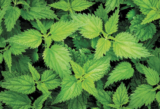 Wild Wonders – March 2022 – Dangerous Springs and Marvellous Nettles