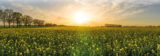 Plant Based Diets – Why Are They Better For The Planet?