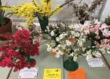 Ewhurst Horticultural Society Spring Show