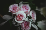 Bosom Friends, Number 3: Recovery, Lea’s Story