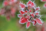 November – Frosty Times