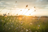 You’ve Got The Green Light – Arran Holcombe