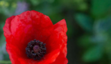 Lest We Forget