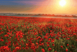 Remembrance Sunday – November 13th