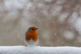 Crane Spotter – December 2019 – Christmas crackers