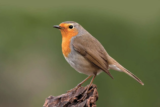 Crane Spotter – Robbed of Recognition – August 2022