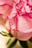 February 2020 – Love   Gardening!