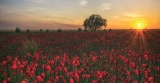 Remember Remember Cranleigh