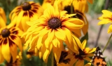 July 2020 – Using your Garden Gut!