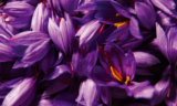 Garden Life – Gardening Tips for March 2021