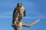 Crane Spotter – June 2018 – The Peregrine Miracle