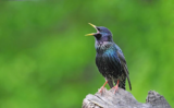 Crane Spotter – August 2018 – Not so rosy, Starling