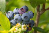 August – Juicy Fruits!