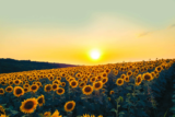 Poetry, July 2026