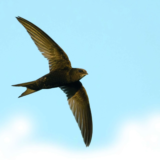 Crane Spotter – May 2016 – Swifts Will Be With Us Any Day!