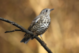 Crane Spotter – February 2019 – Valentine’s Special Helper